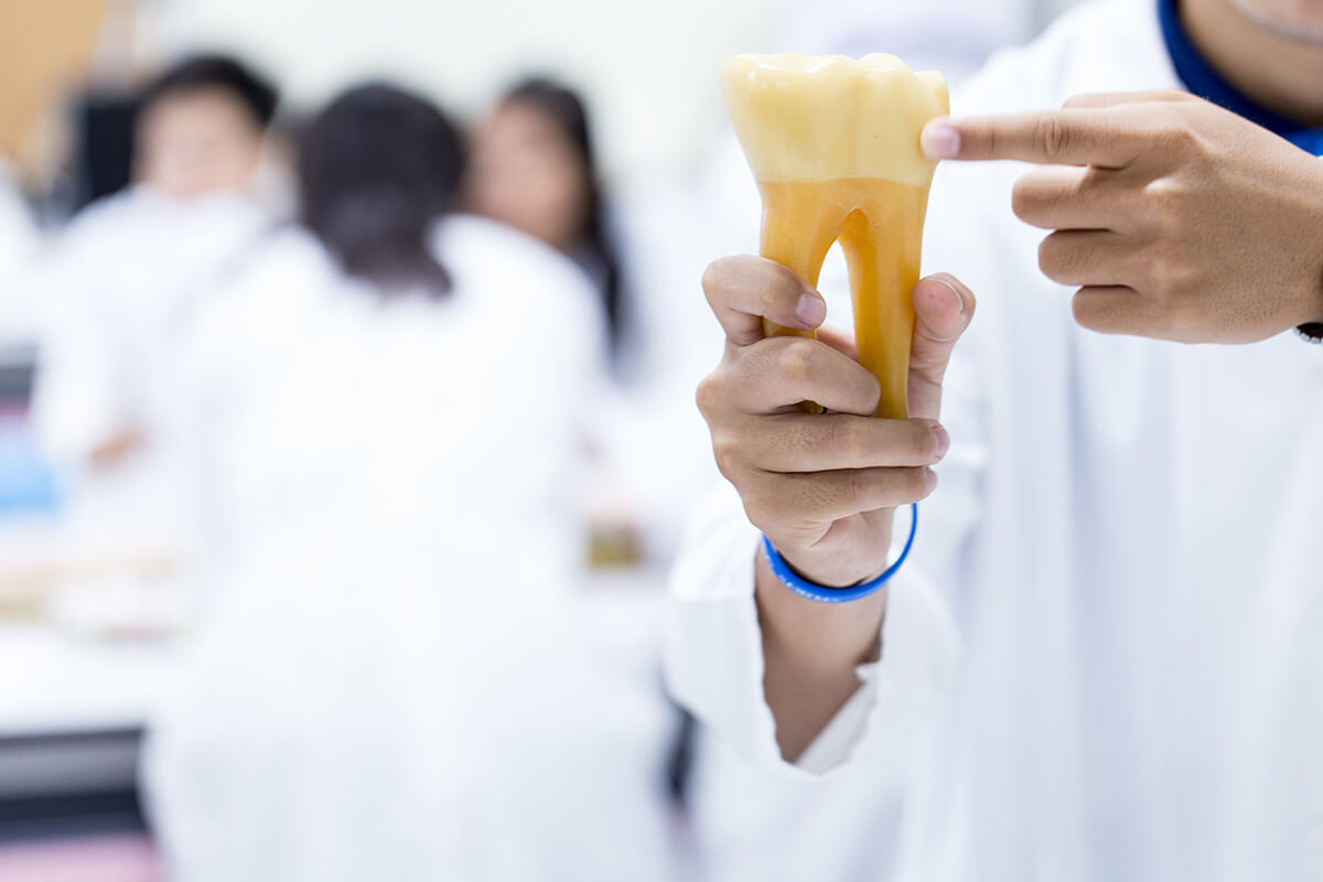 a dentist uses a tooth model to answer the question what is tooth enamel